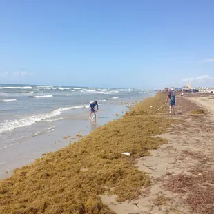 Seaweed