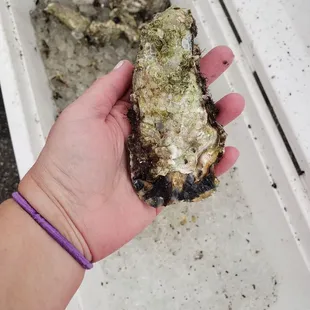 a person&apos;s hand holding an oyster