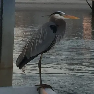 a heron standing on a dock