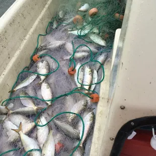 a boat full of fish
