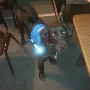 Erie County service dog in the house.