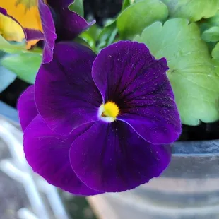 Purple Pansies