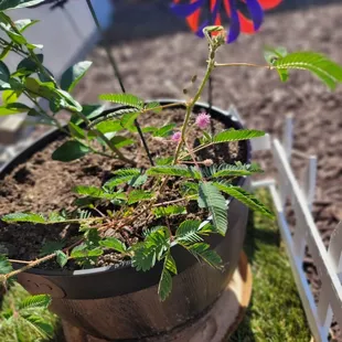 New Sensitive Plant(flowering)