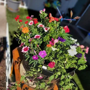 New Impatients, and Petunias