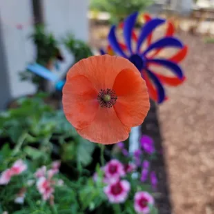 Papaver Rhoeas Shirley Red, note the pinwheel in the background also from the nursery.