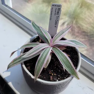 Rhoeo Spathacea Tri-Color