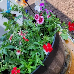 Dianthus Parfait Super Strawberry