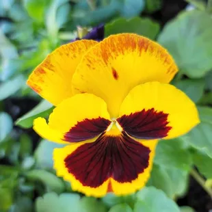 Pansie