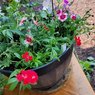 Didn't husband Telstar Scarlet