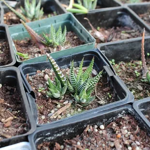 Tons of different kinds of cacti and aloe plants