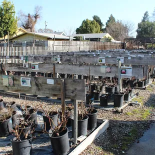 Rows and rows of different kinds of rose plants