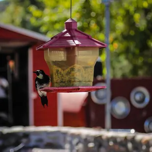 a bird eating from a bird feeder