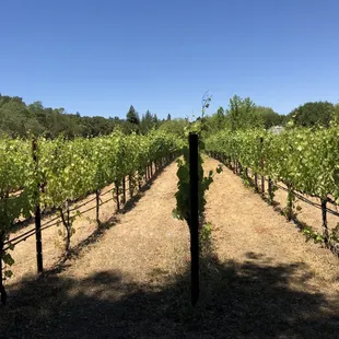 rows of vines in a vineyard