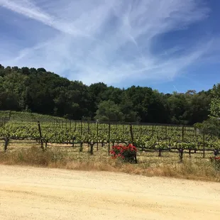 a dirt road in front of a vineyard