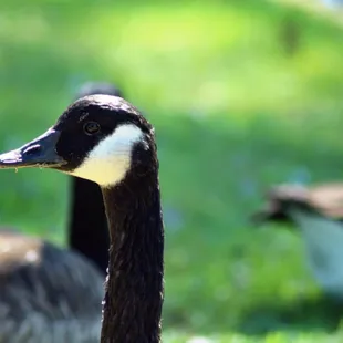 Canada Goose