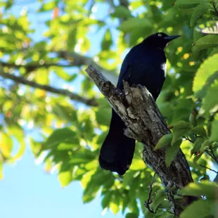 Common Grackle