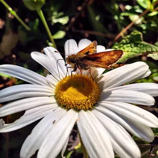 I believe it is a Fiery Skipper Butterfly.