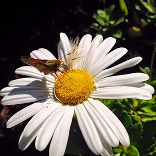I believe it is a Fiery Skipper Butterfly.