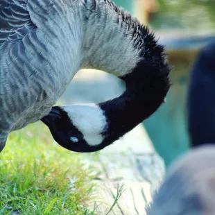 Canada Goose