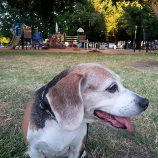 Happy dog