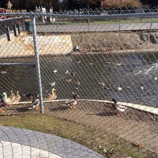 Feeding the ducks