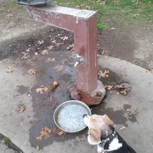 Water for us and our best buddies