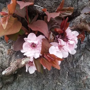 Blooms