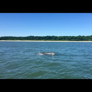 Riding with the dolphins