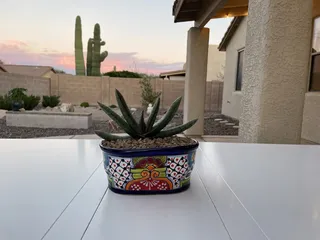Marcia's Garden