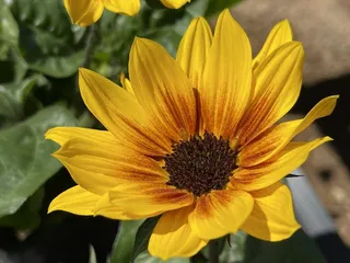 Sunset Nurseries