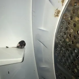 Filthy dryer with old gum stuck inside