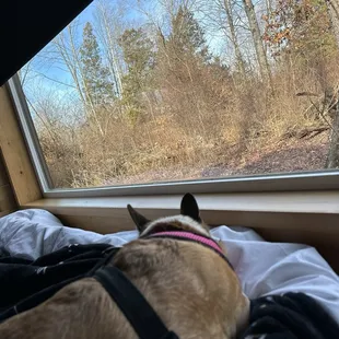 Love that you're able to bring a dog