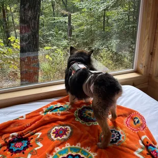Pupper approved view in our cabin
