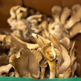 Oyster mushrooms