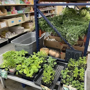 They sell plants too!