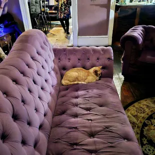 The vampire's most handsome ginger cat