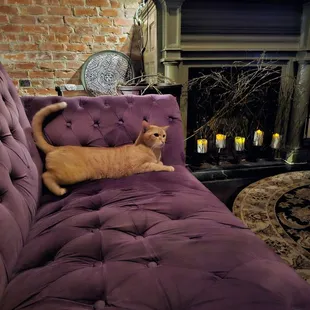 a cat laying on a purple couch