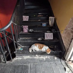 Vampire's pets at the top of the stairs