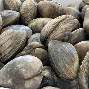 Clams