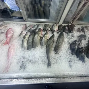 Fresh Fish