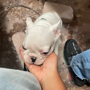 He even had cute bulldog puppies to help us throw on the wheel