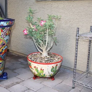 The plant is from Lowe&apos;s, pot from Pottery Fiesta.