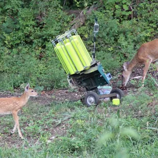 Our four legged friends