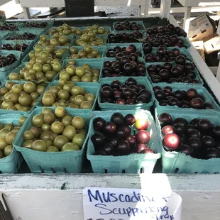 Musca - grapes
