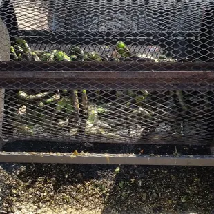 Custom roasted green chiles.