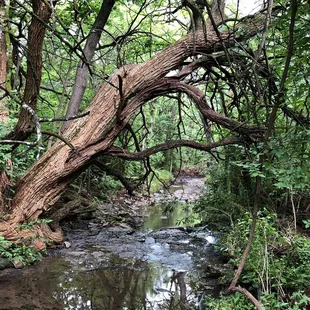 A Scene Along the Trail at Cedar Creek