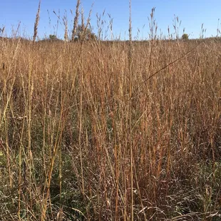 Prairie grass