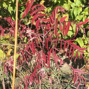 Red Sumac