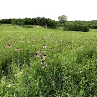 Prairiegrass with Coneflowers