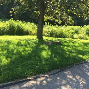 Prairie Creek Greenway